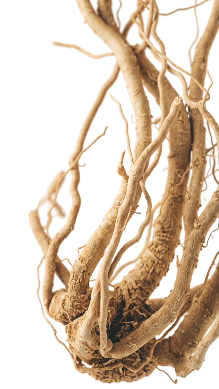 Shoden® Ashwagandha
